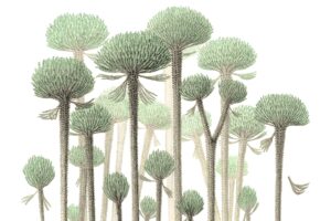 drawing of plants with shrubby tops and narrow, twiggy trunks