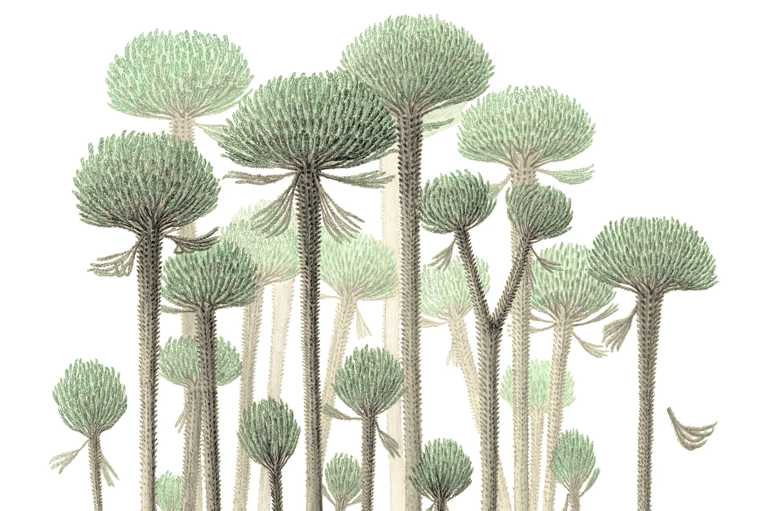 drawing of plants with shrubby tops and narrow, twiggy trunks