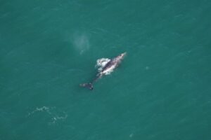 the grey whale surfacing in the Atlantic Ocean