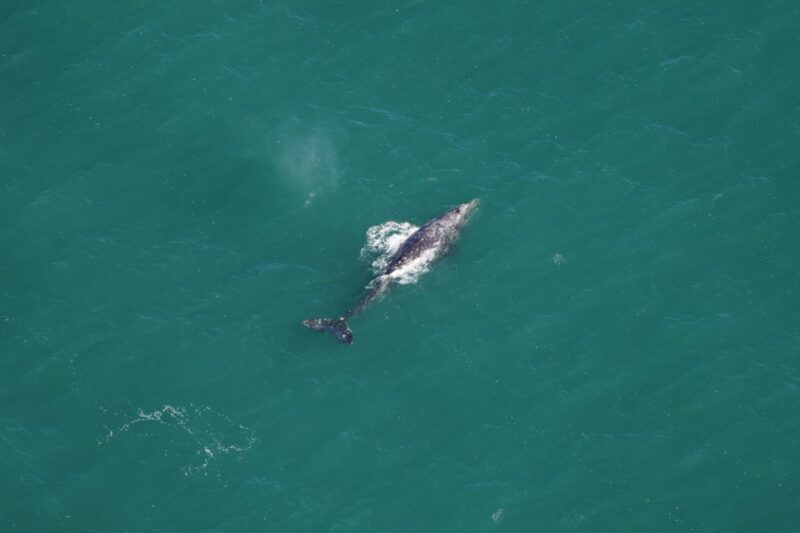 the grey whale surfacing in the Atlantic Ocean
