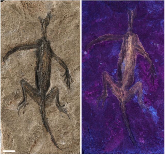 The fossil under UV light.