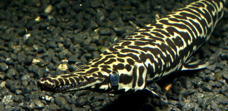 A hybrid of an alligator gar and spotted gar.