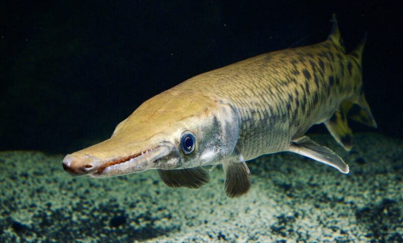 An alligator gar.