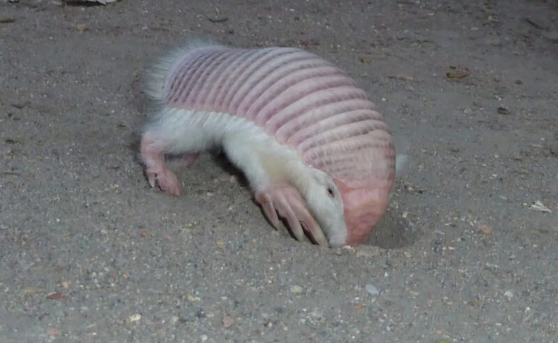 The pink fairy armadillo.