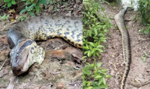 northern green anaconda