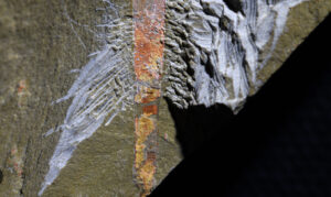 A selkirkia worm fossil.