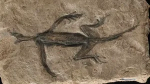 Tridentinosaurus antiquus.