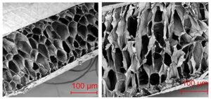 Air pockets inside pronghorn antelope hairs in summer (left) and in winter (right).