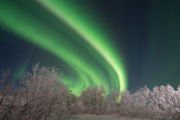 Aurora borealis on a snowy forest.