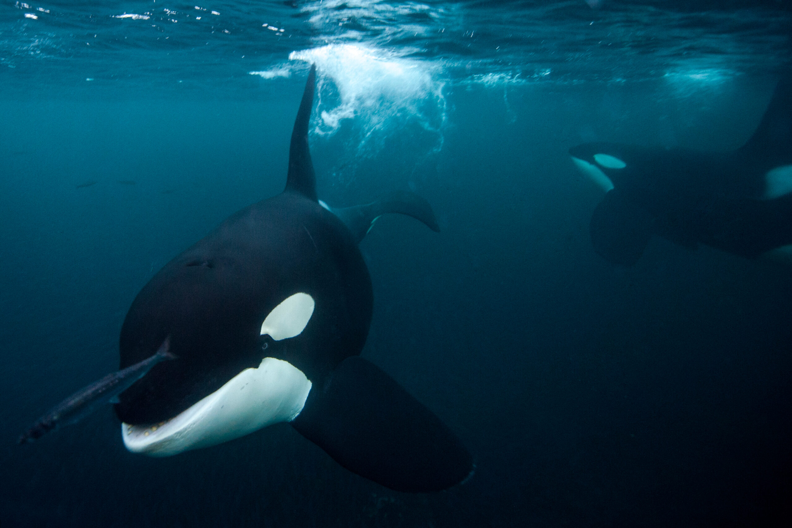 killer whales just below the ocean surface