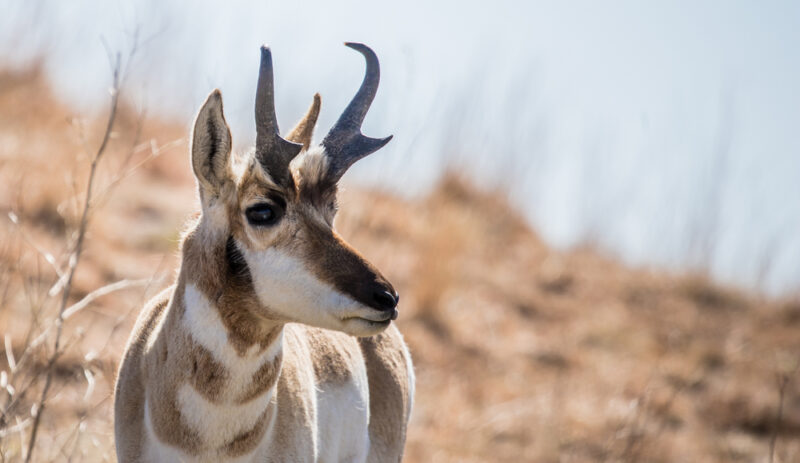 Pronghorn antelope.