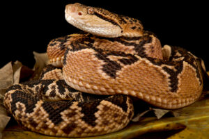 a coiled bushmaster