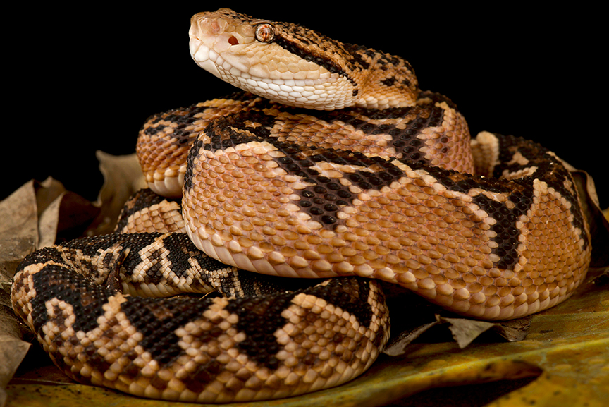 a coiled bushmaster