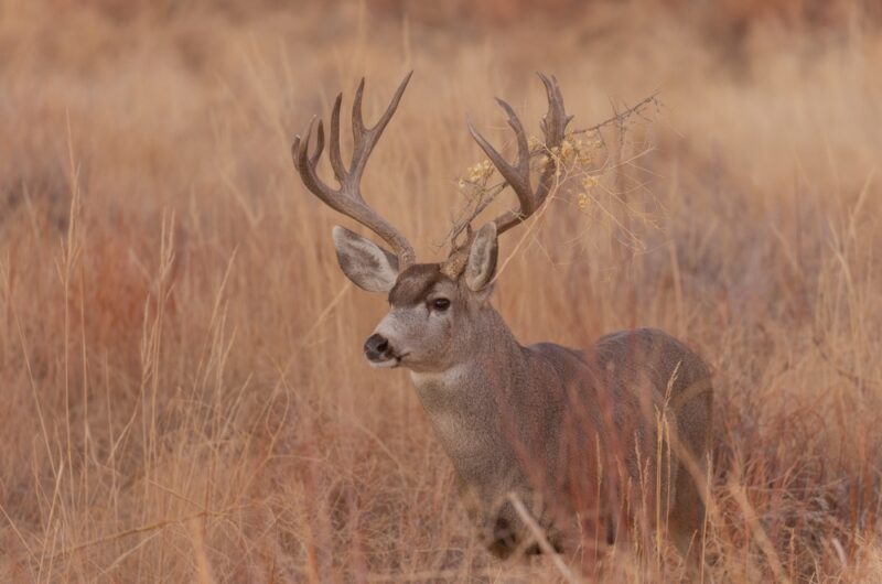 Mule deer.