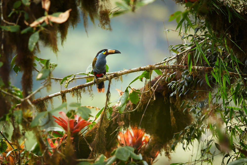tropical bird on branch