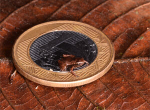 The tiniest vertebrate in the world.