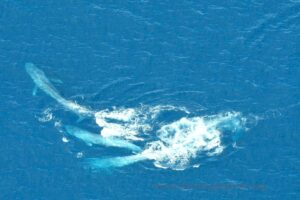A blue whale racing group.
