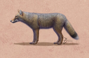 Artists impression of a Dusicyon avus.