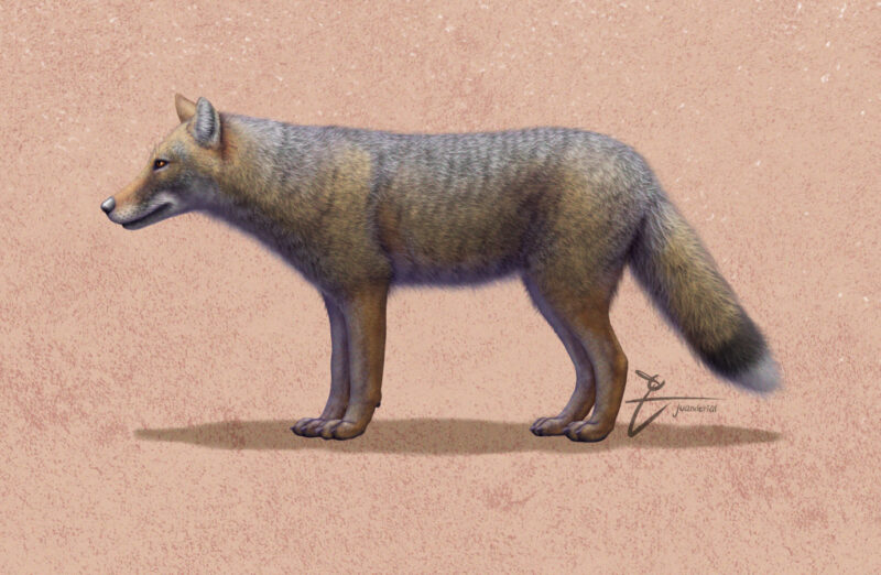 Artists impression of a Dusicyon avus.