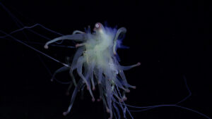 Weird sea creature known as a spaghetti monster