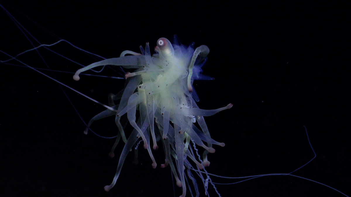 Weird sea creature known as a spaghetti monster