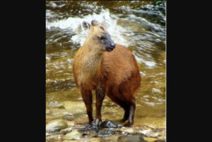 a very small, squat deer standing near a stream