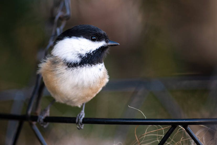 black-capped chickadee