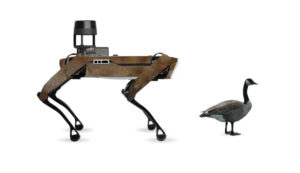 robot dog and real goose
