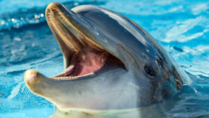 a dolphin