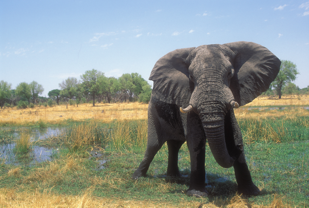 elephant charging