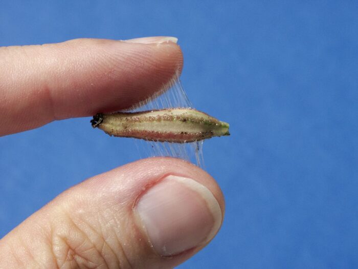 close up of seed with sticky membrane between two fingers