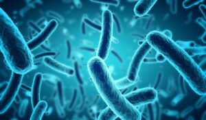 microscope image of bacteria