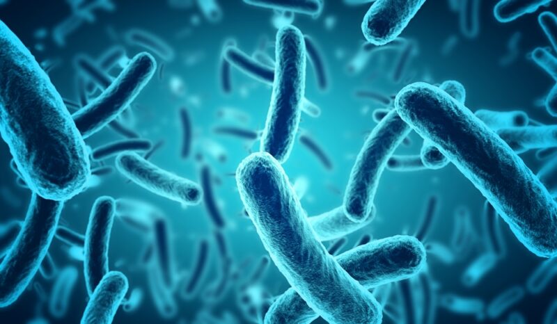 microscope image of bacteria