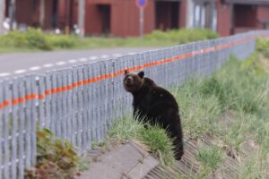 brown bear on a roadside
