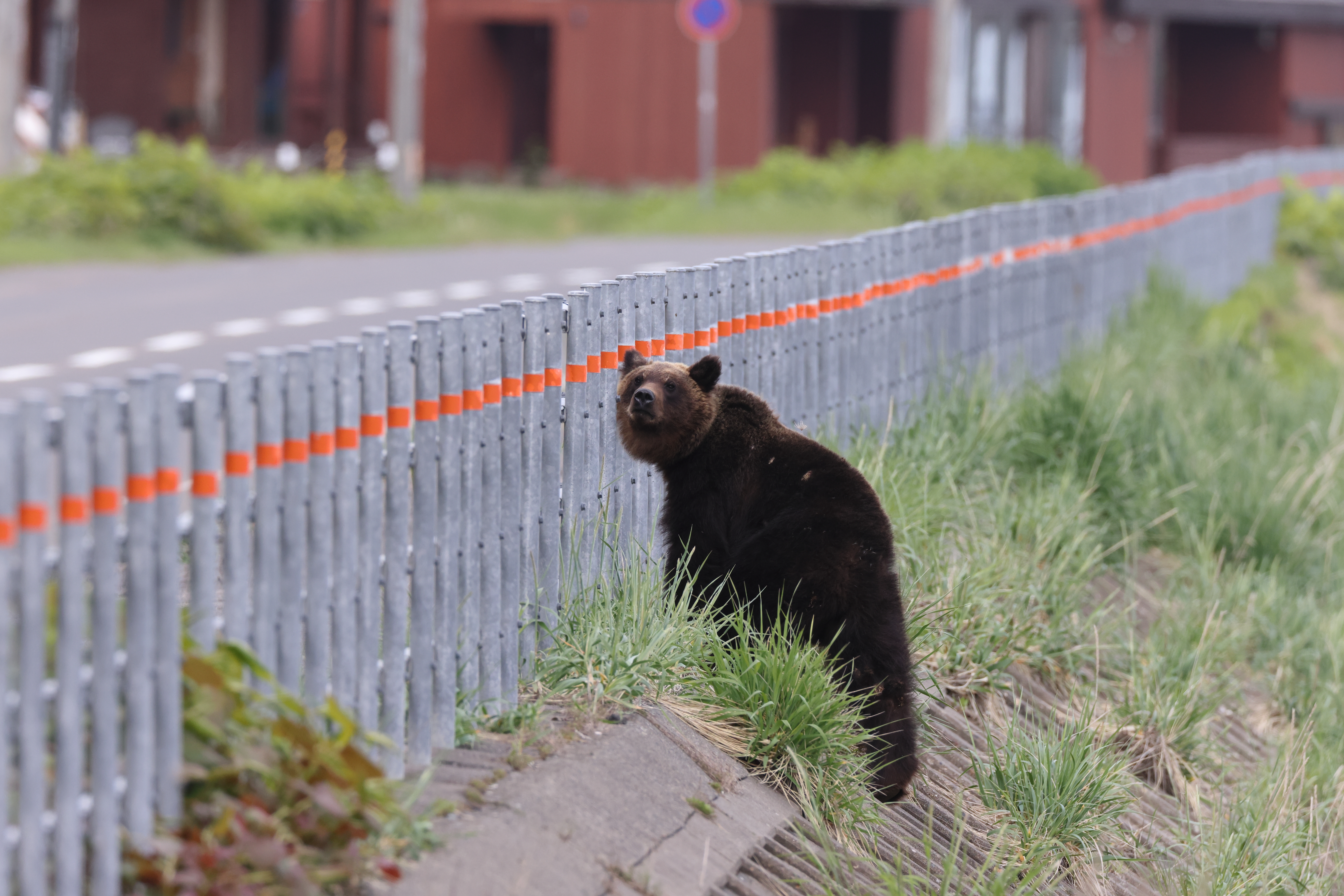 brown bear on a roadside