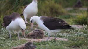 Wisdom the albatross
