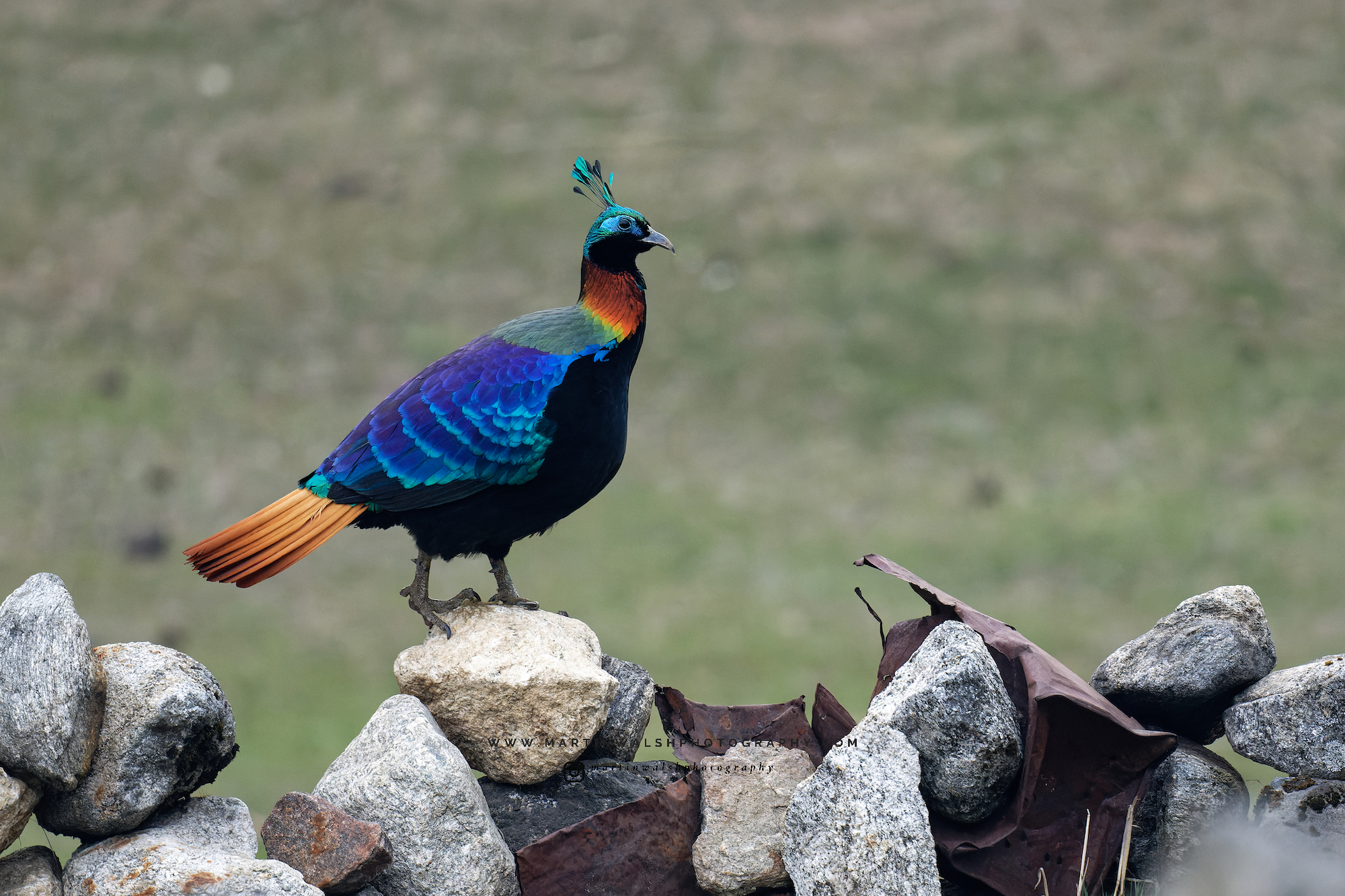 A Himalayan Monal, Nepal's national bird, struts its stuff near Namche Bazar.