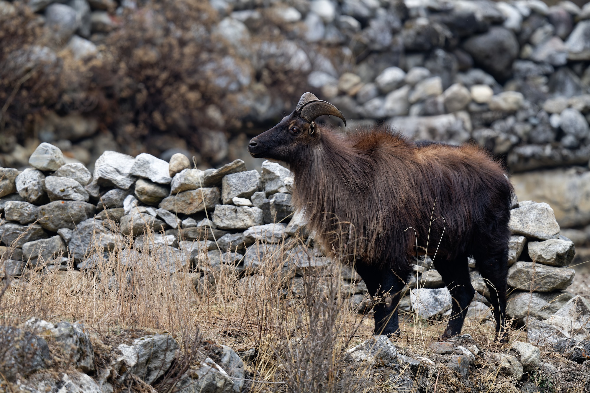 Himalayan Tahr.