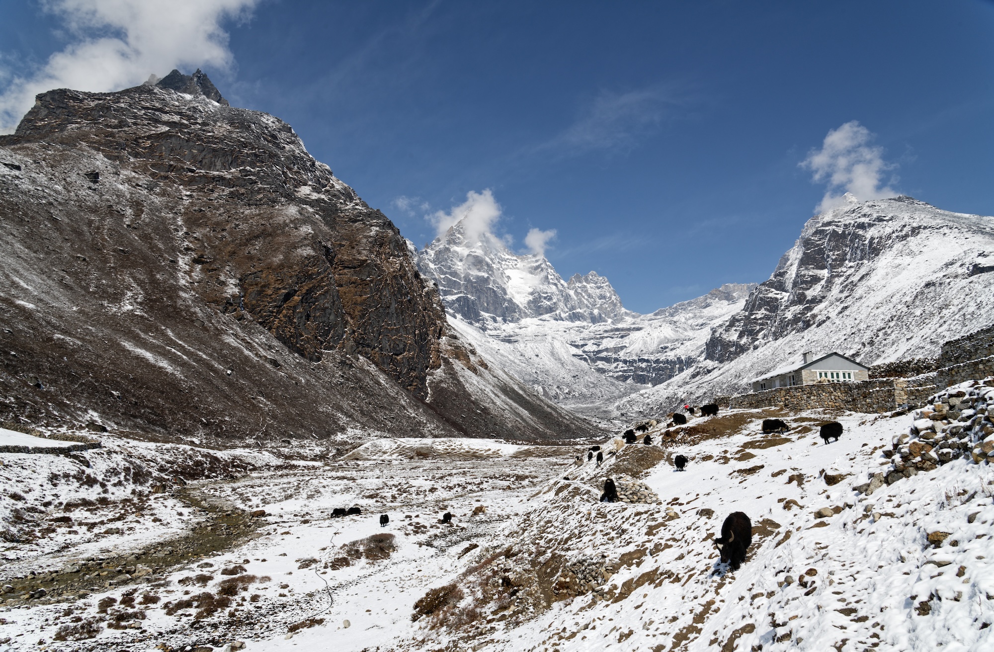 Yaks move through fresh snow fall in the village of Machermo.