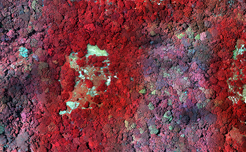 an image of plants in reds and purples