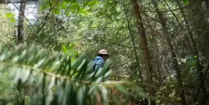 a man drags a canoe through a dense forest