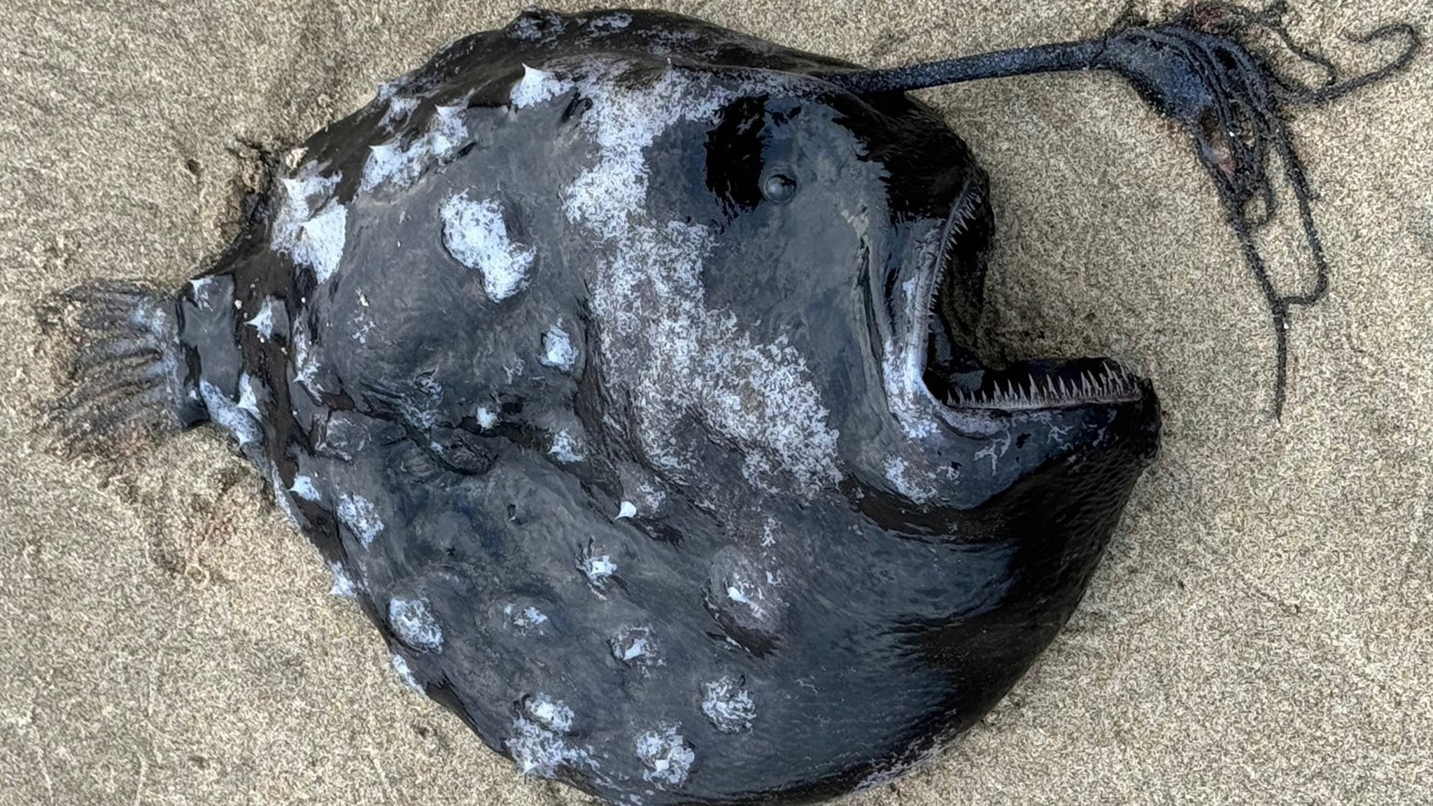an anglerfish on a beach
