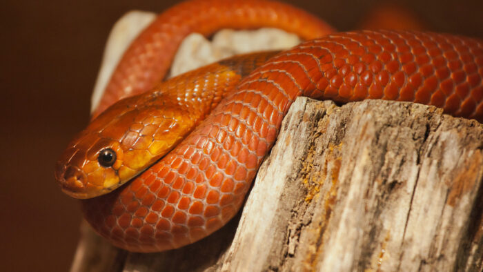 A red spitting cobra.