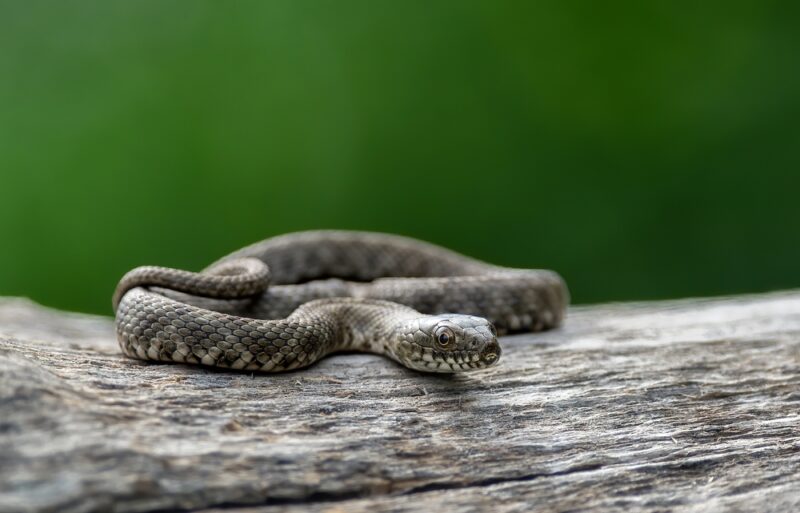 Dice snake