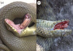 Two different snakes playing dead