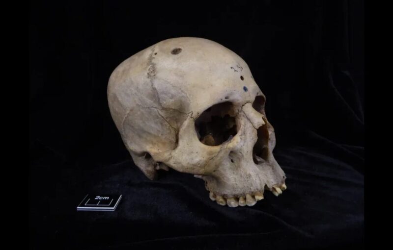 ancient skull