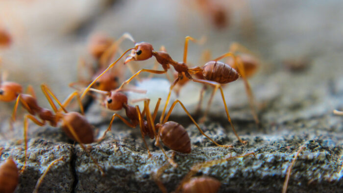 ants
