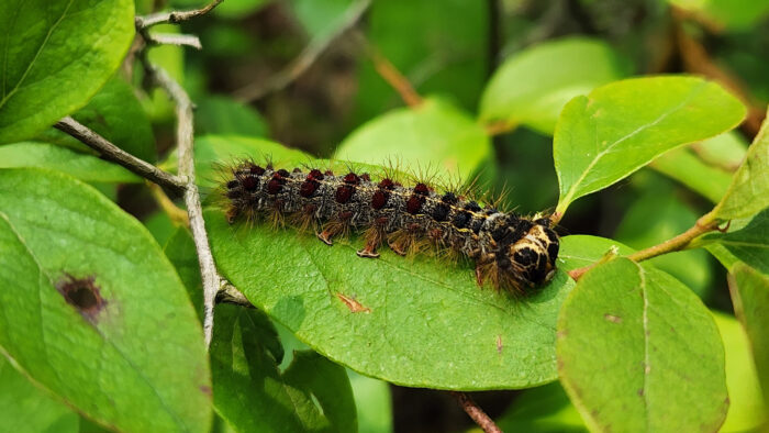 a caterpillar