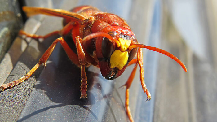 an Asian giant hornet