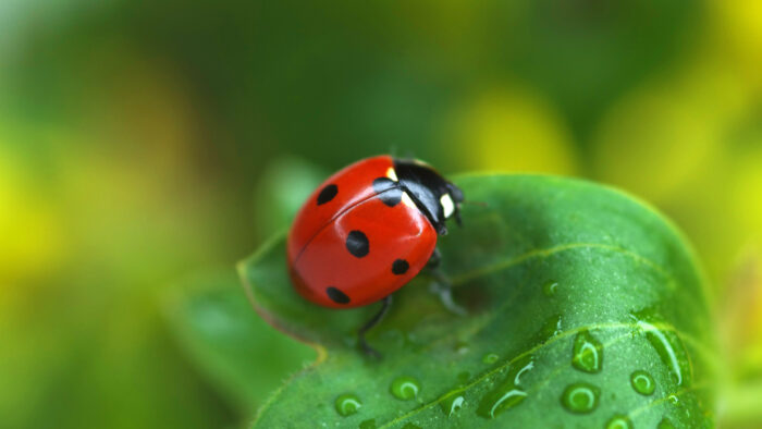 a ladybug